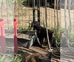 Small #23 Doberman Pinscher