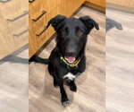 Small #1 Border Collie Mix