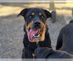 Rottweiler Dogs for adoption in Gilbert, AZ, USA