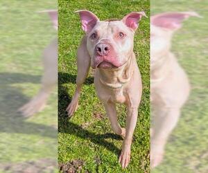 Mutt Dogs for adoption in Akron, OH, USA