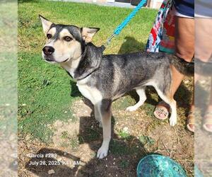 German Shepherd Dog-Unknown Mix Dogs for adoption in San Antonio, TX, USA
