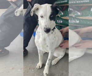 Border Collie Dogs for adoption in Oakhurst, NJ, USA