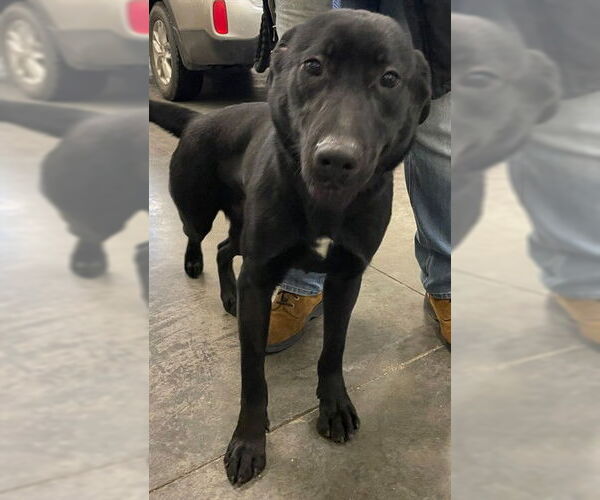 Medium Photo #1 Shepradors Puppy For Sale in Lee's Summit, MO, USA