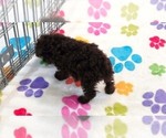 Small #5 Cockapoo (Toy)-Poodle (Toy) Mix