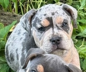 American French Bull Terrier Puppy for sale in PAW PAW, MI, USA
