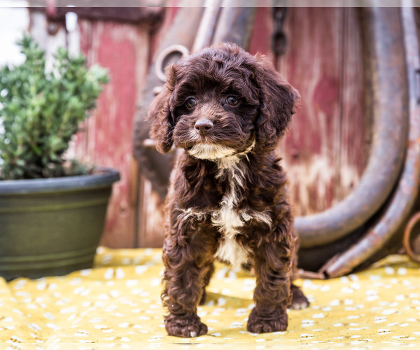 Medium Photo #4 Cockapoo Puppy For Sale in WAKARUSA, IN, USA