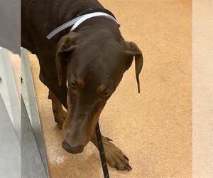 Doberman Pinscher Dogs for adoption in Martinez, CA, USA