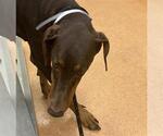 Small Doberman Pinscher