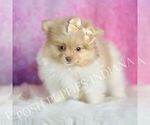 Small Photo #8 Pomeranian Puppy For Sale in WARSAW, IN, USA