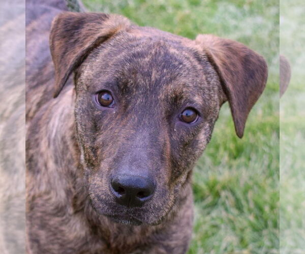 Medium Photo #1 Labrador Retriever-Plott Hound Mix Puppy For Sale in Huntley, IL, USA