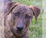 Small Labrador Retriever-Plott Hound Mix