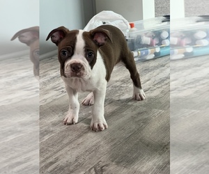 Boston Terrier Puppy for sale in MARTINSVILLE, IN, USA