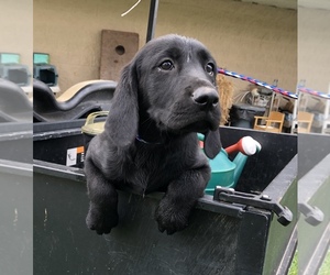 Labrador Retriever Puppy for sale in SPRINGFIELD, TN, USA