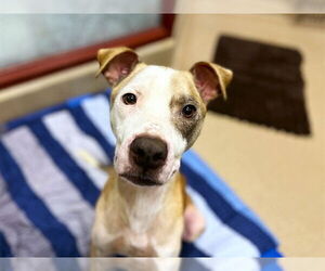 American Staffordshire Terrier-Unknown Mix Dogs for adoption in Raleigh, NC, USA