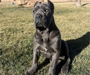 Cane Corso Puppy for sale in OAK HILLS, CA, USA