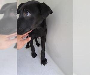 Greyhound-Unknown Mix Dogs for adoption in Houston, TX, USA
