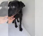Small Greyhound Mix