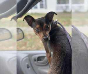Rat Terrier Dogs for adoption in Evansville, IN, USA