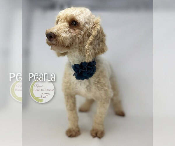 Medium Photo #3 Poodle (Miniature) Puppy For Sale in Benton, LA, USA