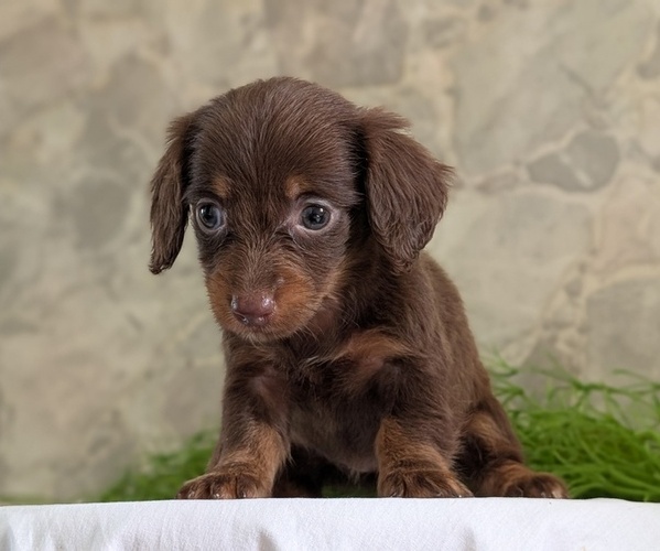 Medium Photo #11 Dachshund Puppy For Sale in GOSHEN, IN, USA