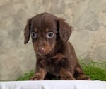 Small #10 Dachshund