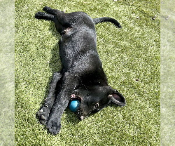 Medium Photo #3 Labrador Retriever-Unknown Mix Puppy For Sale in San Juan Capistrano, CA, USA