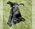 Small #2 Labrador Retriever Mix