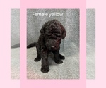 Puppy Yellow Labradoodle