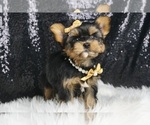 Small #3 Morkie