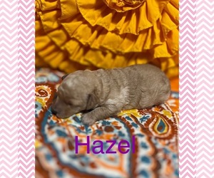 Poodle (Toy) Dog for Adoption in SAINT JOSEPH, Missouri USA