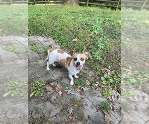 Chihuahua-Unknown Mix Dogs for adoption in Silver Spring, MD, USA
