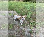 Hector - Male Chihuahua-Unknown Mix Dog for Adoption - Small photo