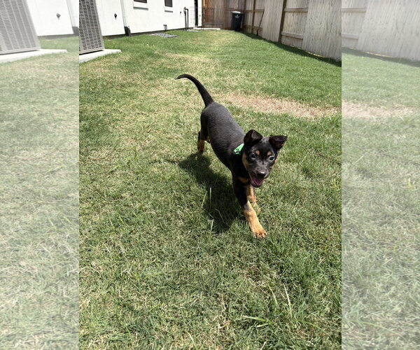 Medium Photo #5 Labrador Retriever-Unknown Mix Puppy For Sale in The Woodlands, TX, USA
