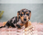 Small Photo #7 Dachshund Puppy For Sale in ROME CITY, IN, USA