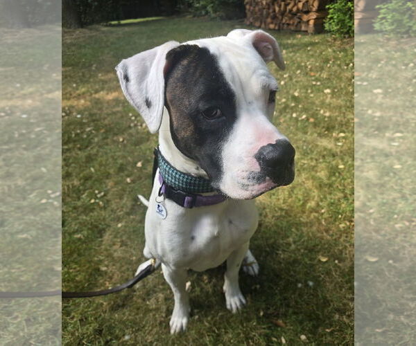 Medium Photo #6 Boxer-Unknown Mix Puppy For Sale in Stanwood, WA, USA