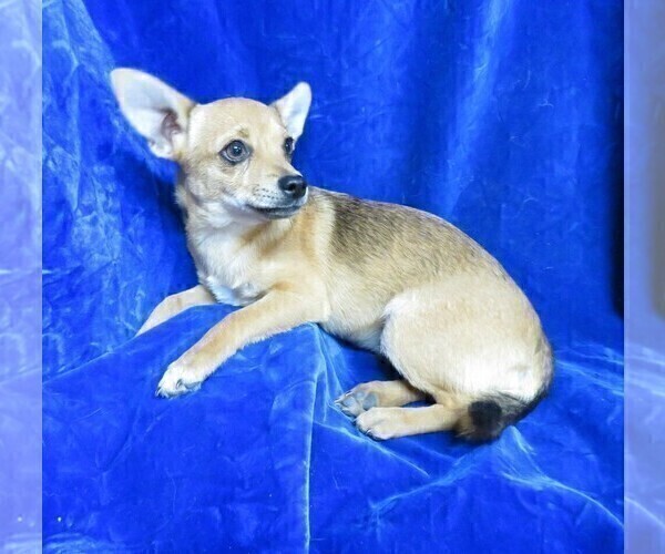 Medium Photo #2 Chihuahua Puppy For Sale in GROVESPRING, MO, USA