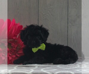 Cavachon-Yorkshire Terrier Mix Puppy for sale in GORDONVILLE, PA, USA