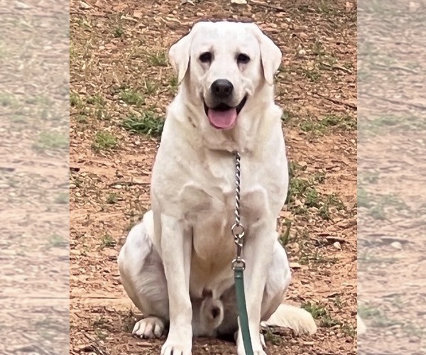 Medium Photo #1 Labrador Retriever Puppy For Sale in ALL HEALING SPRINGS, NC, USA
