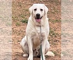 Small Photo #1 Labrador Retriever Puppy For Sale in ALL HEALING SPRINGS, NC, USA