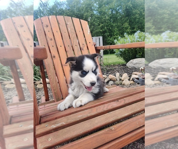 Medium Photo #9 Siberian Husky Puppy For Sale in AUBURN, NY, USA