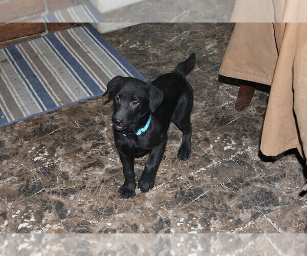 Medium Photo #3 Labrador Retriever Puppy For Sale in TEKAMAH, NE, USA