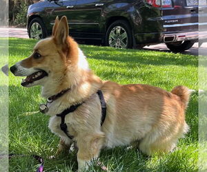Pembroke Welsh Corgi Dogs for adoption in Denver , CO, USA