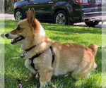 Small Pembroke Welsh Corgi