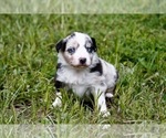 Small Photo #2 Miniature Australian Shepherd Puppy For Sale in MAGNOLIA, TX, USA