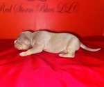 Small #1 American Bully