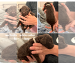 Small #2 Poodle (Standard)