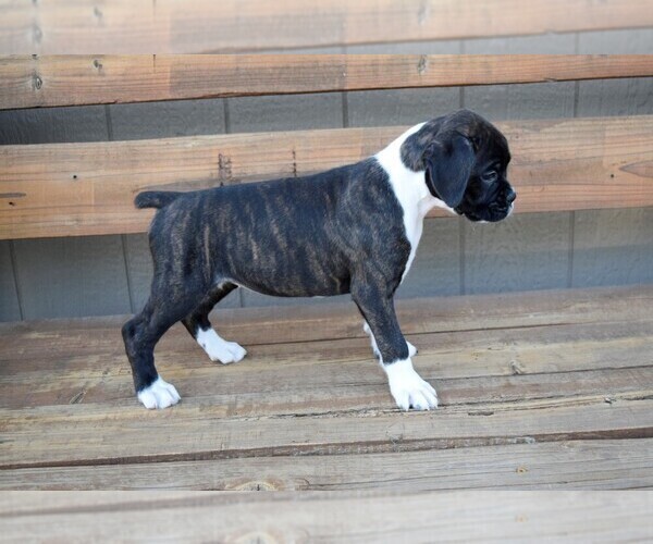 Medium Photo #14 Boxer Puppy For Sale in CHILHOWEE, MO, USA