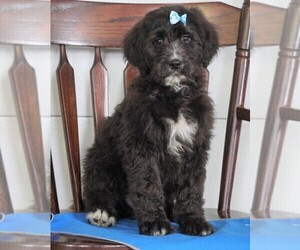 Bernedoodle Puppy for sale in FREDERICKSBG, OH, USA