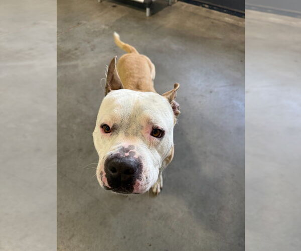 Medium Photo #4 Mutt Puppy For Sale in Salt Lake City, UT, USA