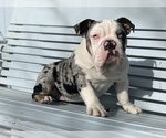Small Photo #5 English Bulldog Puppy For Sale in BLOOMFIELD, NM, USA